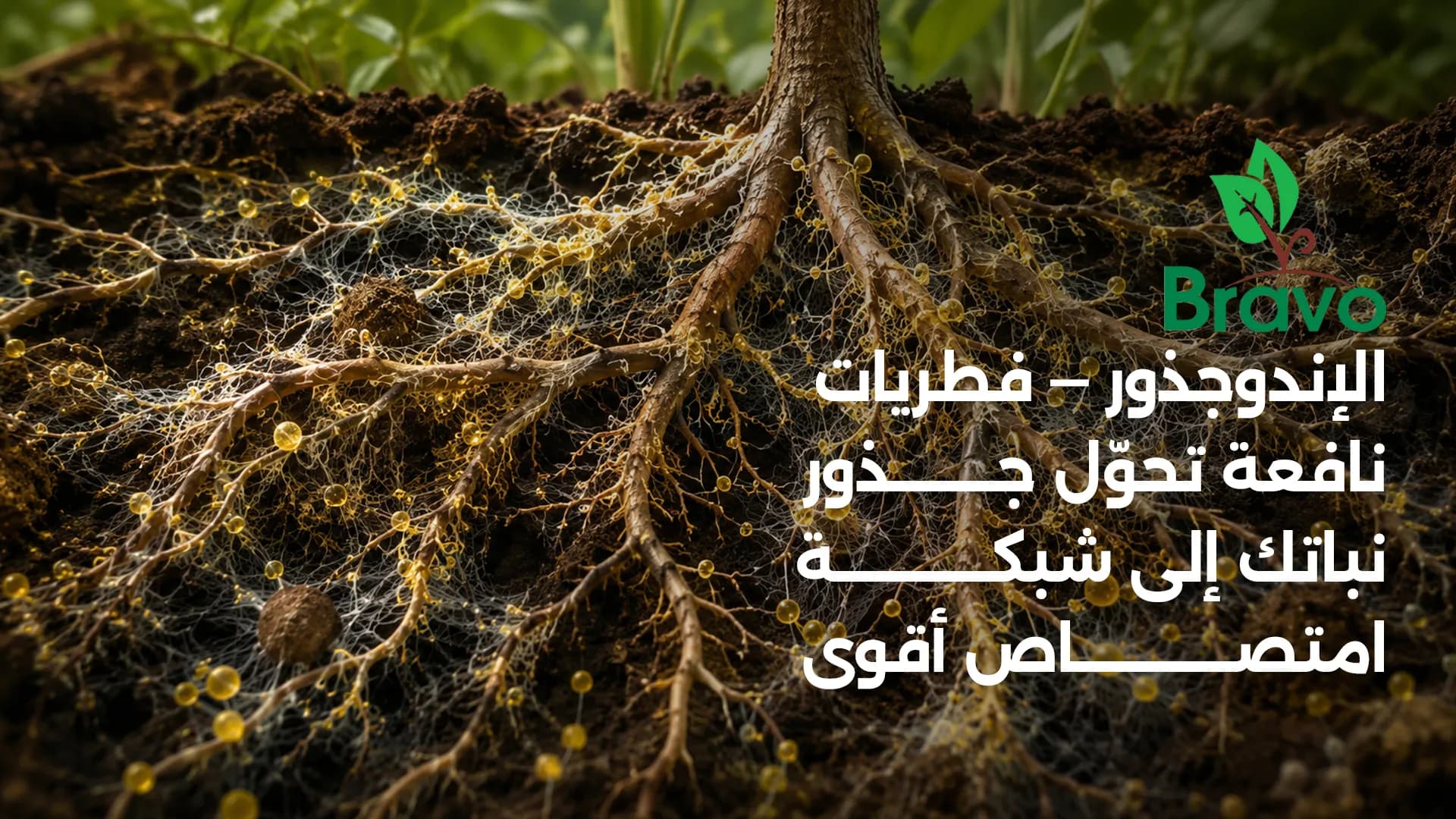 ما هو الإندوجذور وفوائده لجذور النبات؟ الدليل الشامل 2026