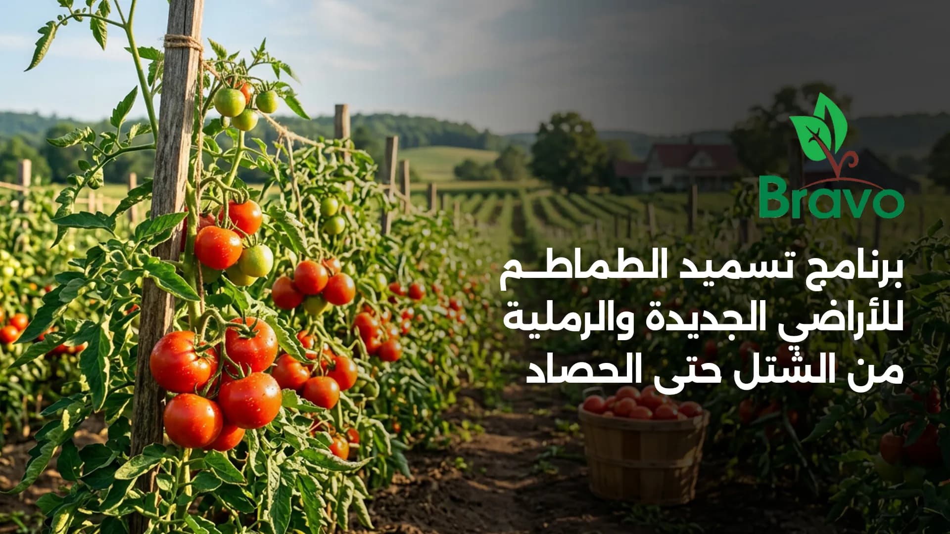 برنامج تسميد الطماطم للأراضي الجديدة والرملية: الدليل الشامل