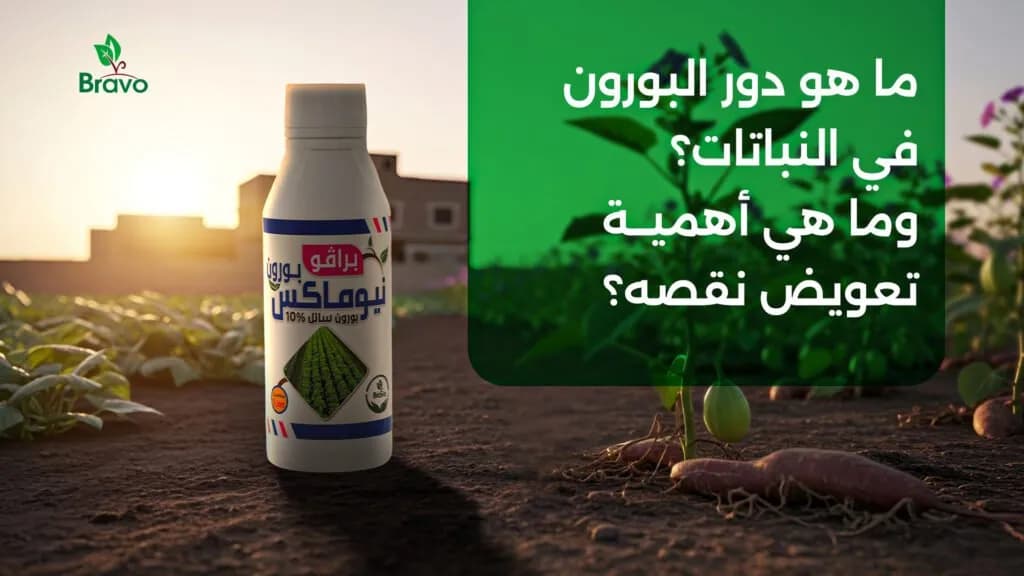 نيو ماكس بورون سماد | حل نقص البورون وزيادة جودة المحصول