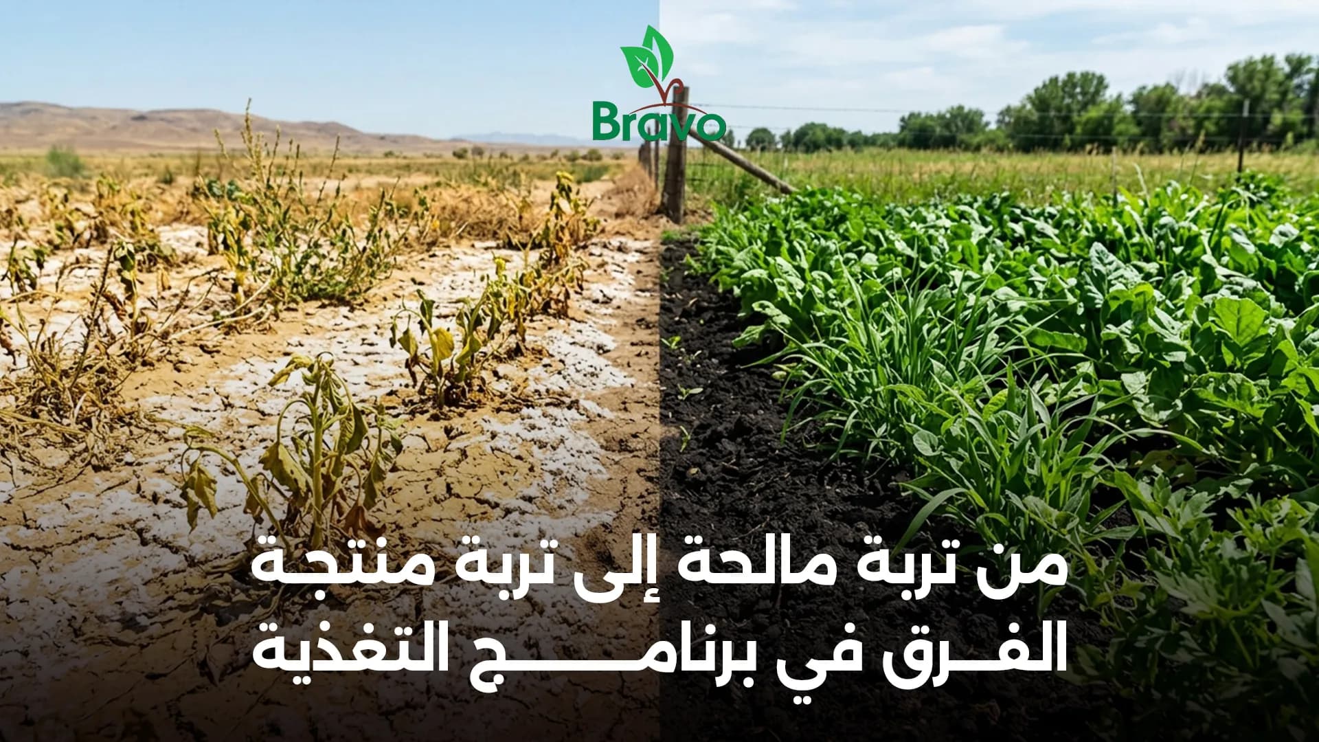علاج ملوحة الأرض والتربة بالتغذية: الدليل الشامل 2026