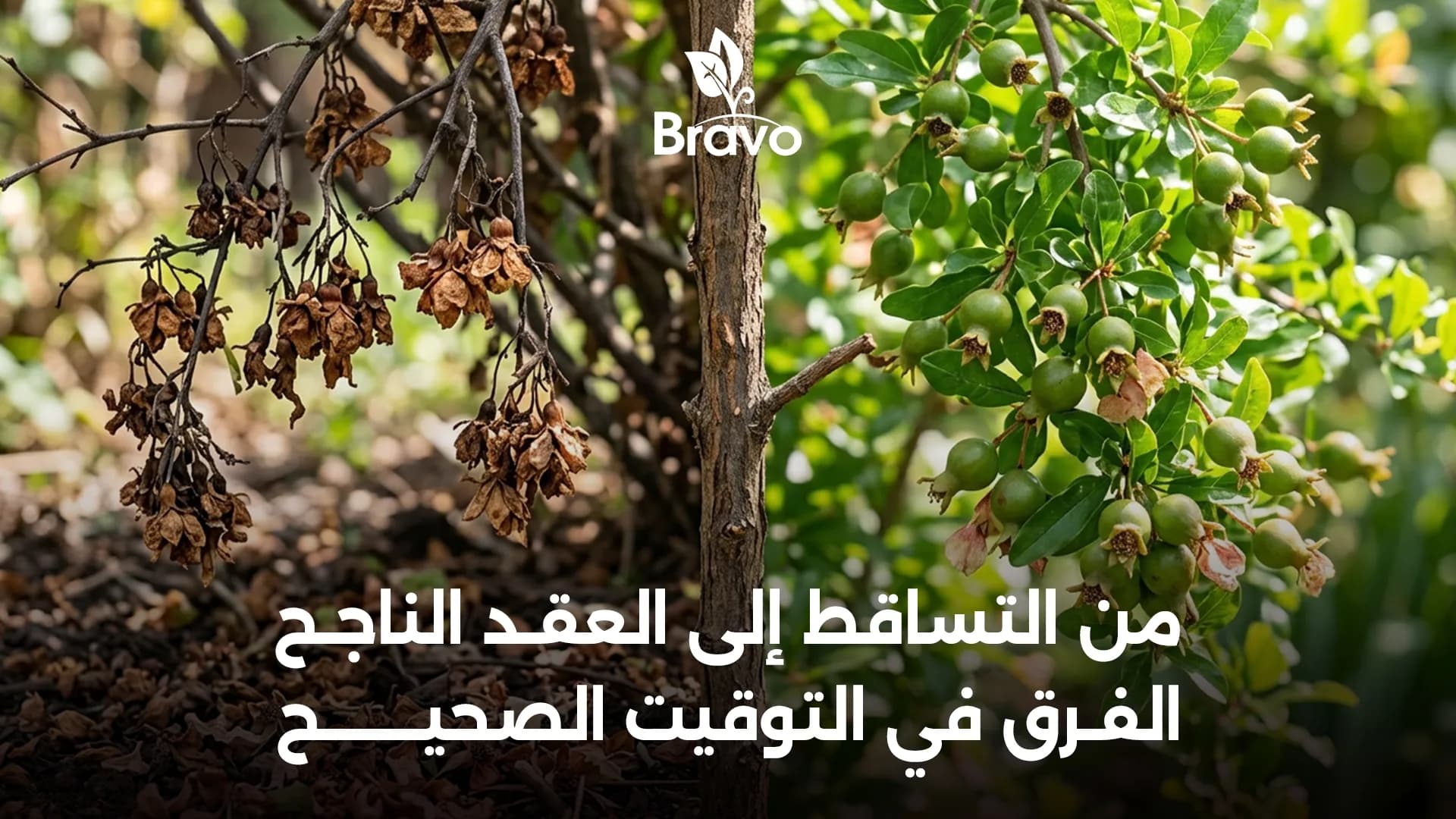 زيادة عقد الأزهار ومنع تساقط الثمار: الدليل الشامل