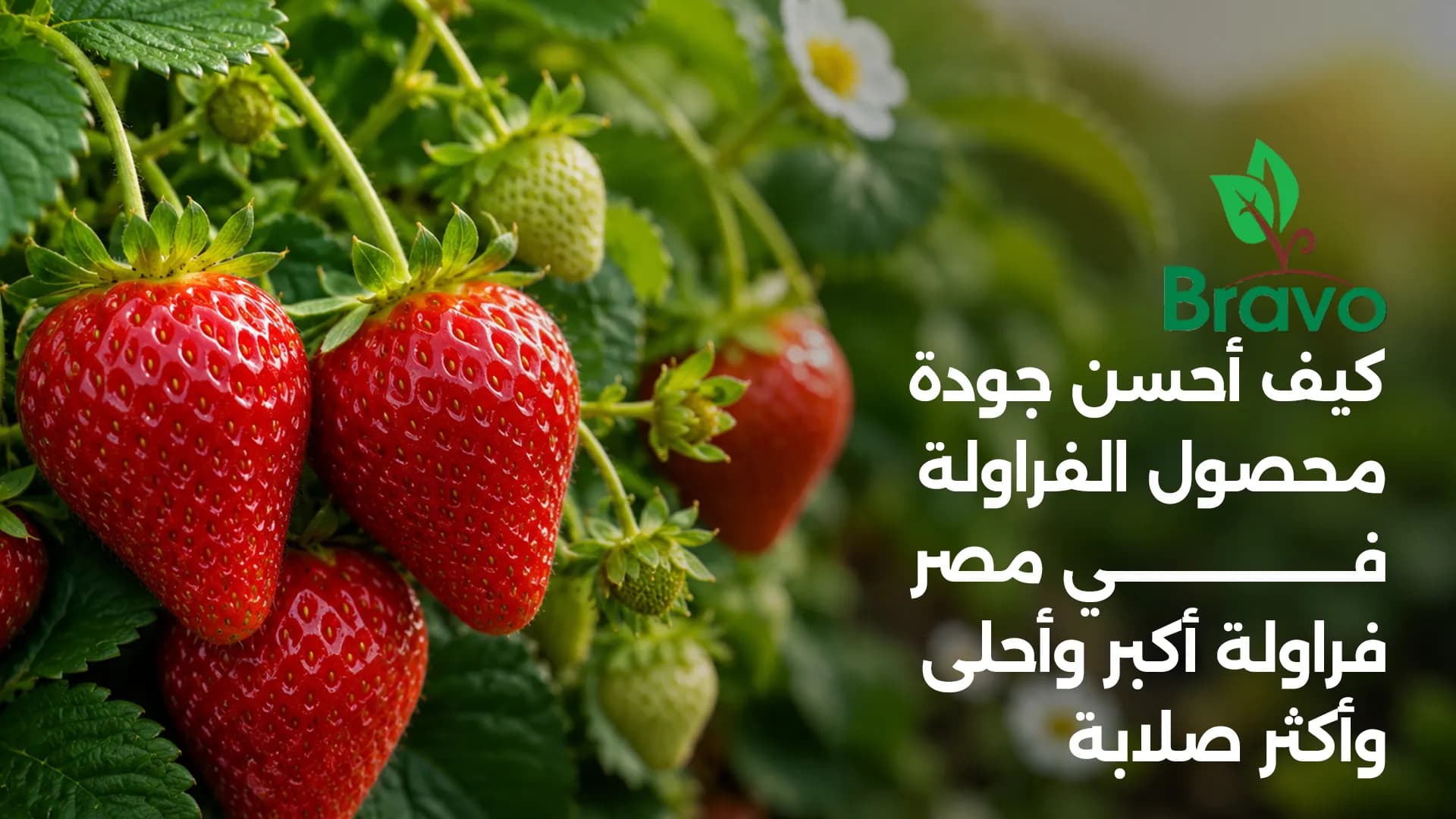 كيف أحسن جودة محصول الفراولة في مصر؟ دليل المزارع الشامل 2026