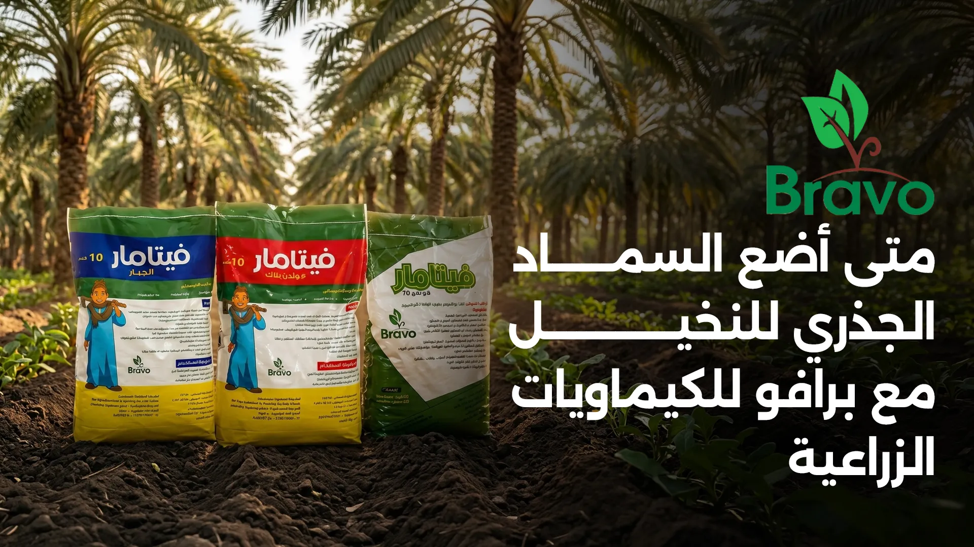 متى أضع السماد الجذري للنخيل مع برافو للكيماويات الزراعية