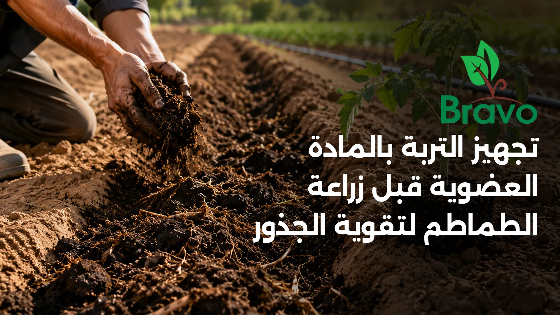 تجهيز التربة بالمادة العضوية قبل زراعة الطماطم لتقوية الجذور
