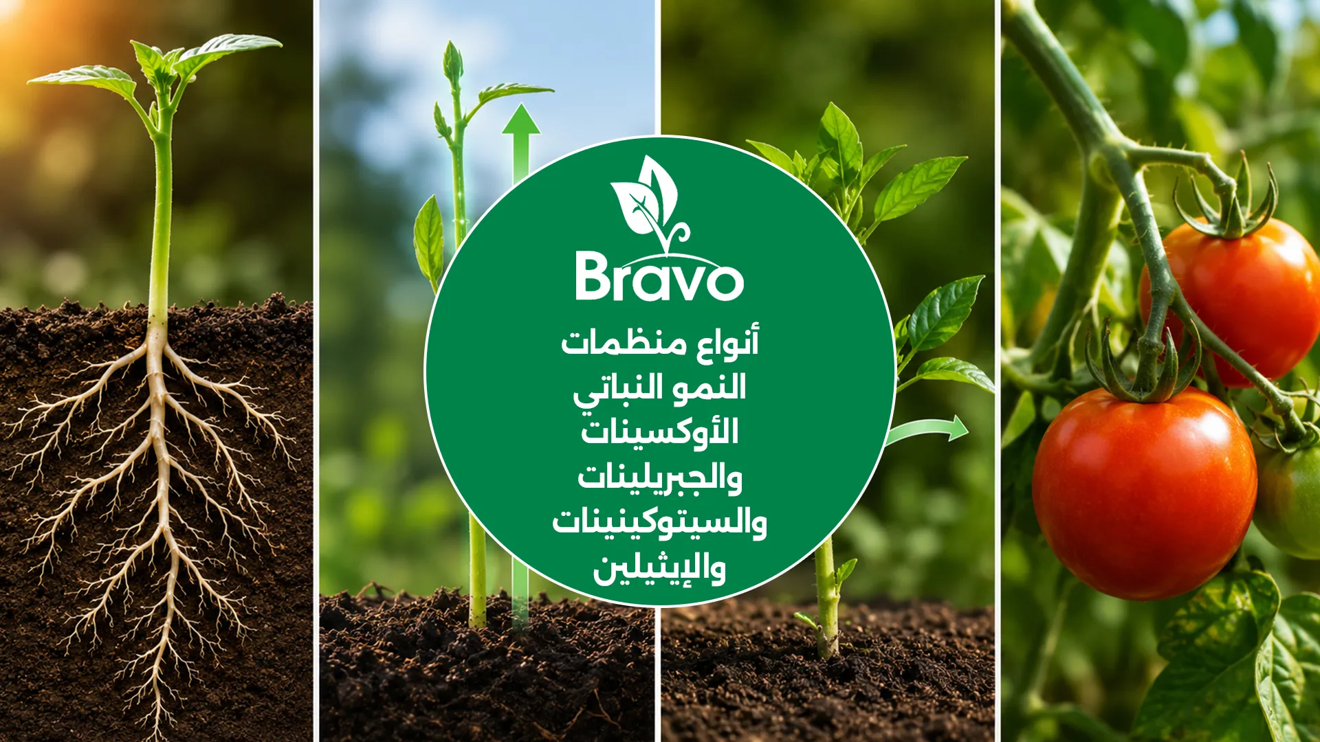أنواع منظمات النمو النباتي: الأوكسينات والجبريلينات والسيتوكينينات والإيثيلين