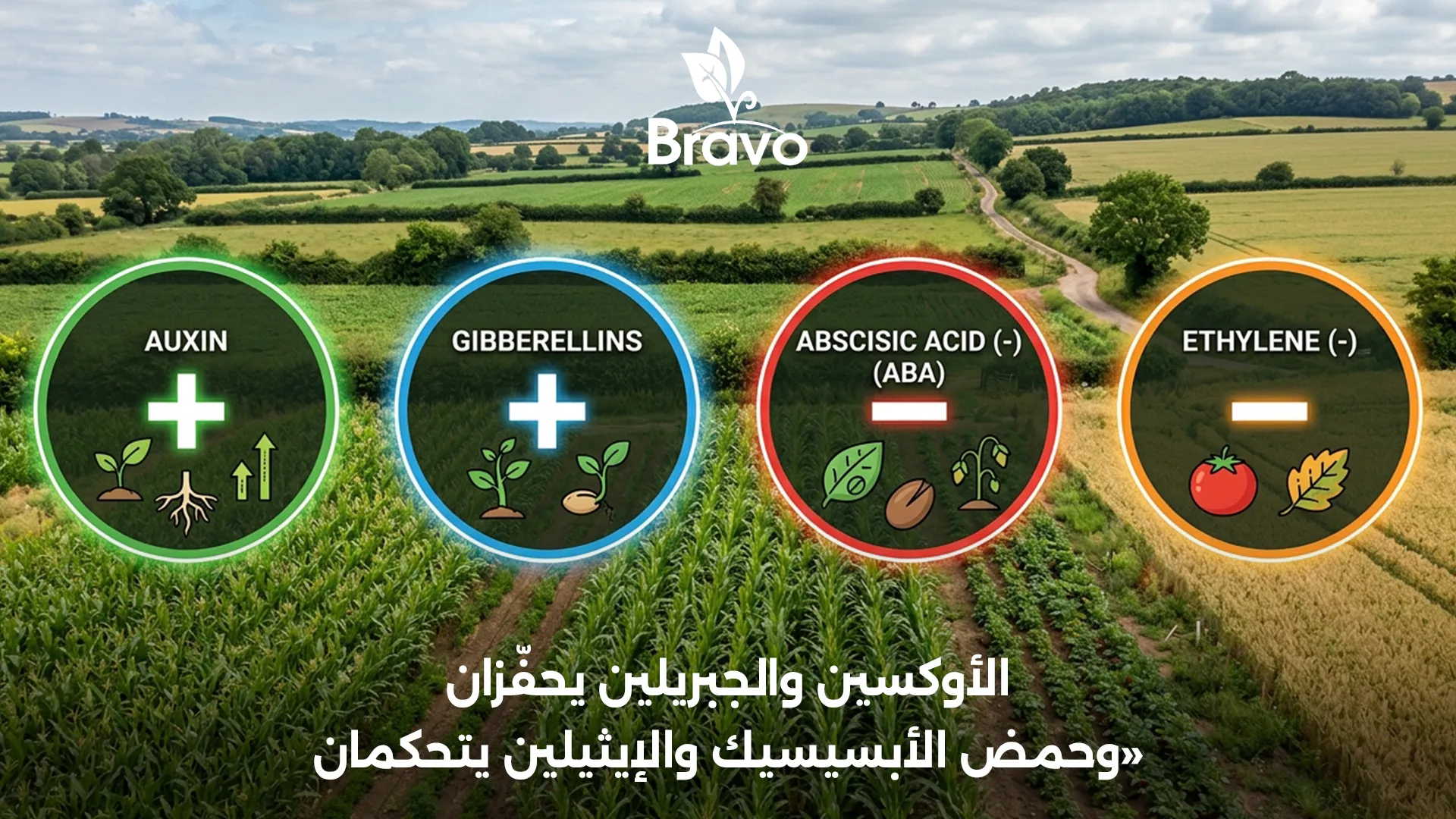 منشطات ومثبطات النمو في النبات: الأوكسين والجبريلين كمنشطات وحمض الأبسيسيك والإيثيلين كمثبطات