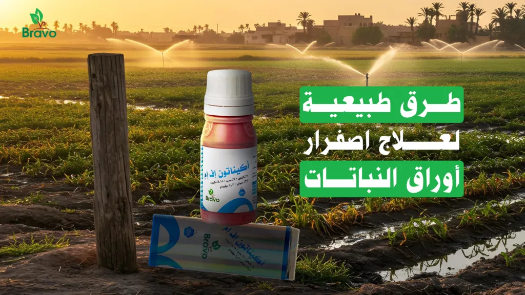 طرق طبيعية لعلاج اصفرار أوراق النباتات بدون مواد كيميائية