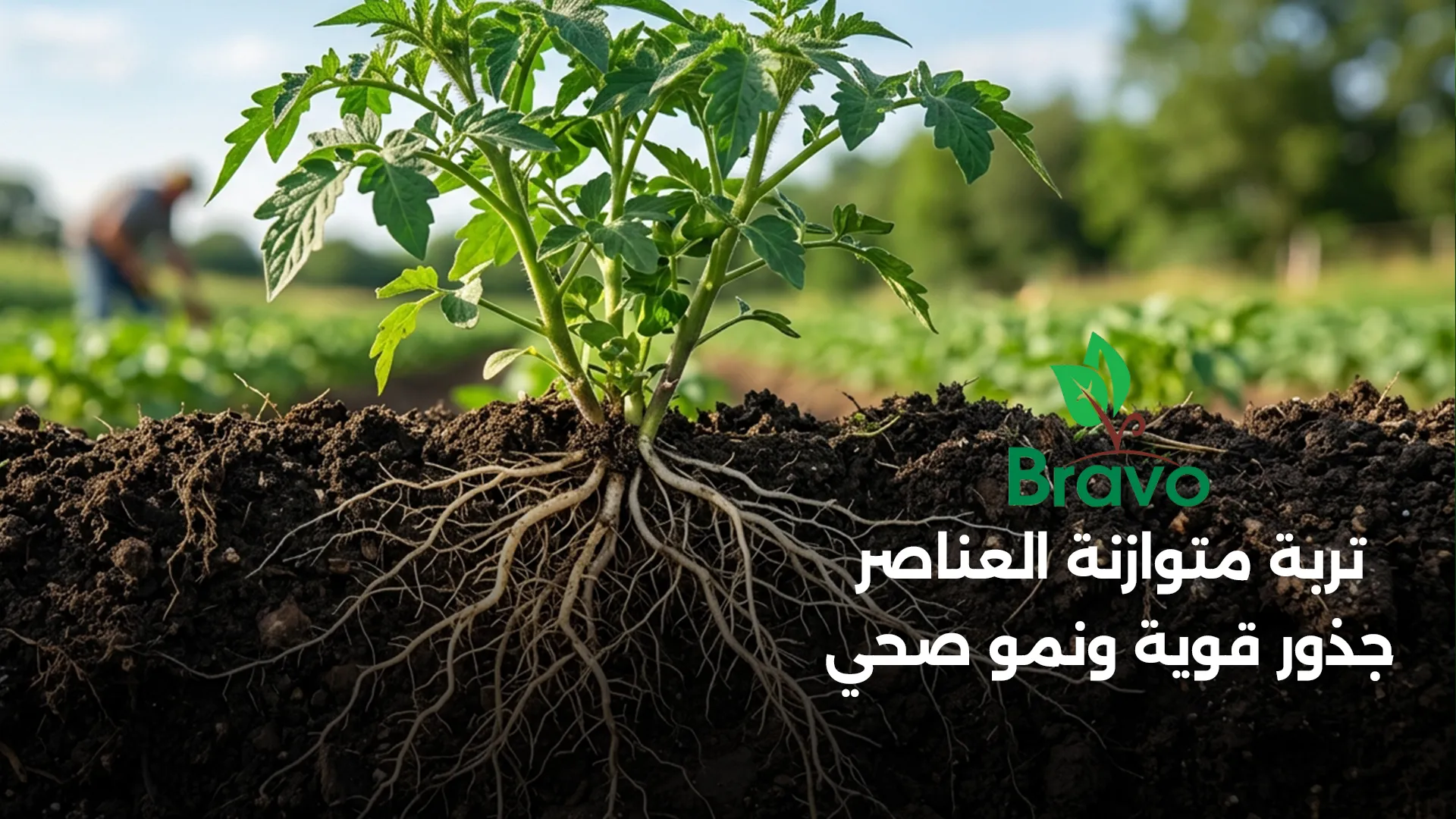 تربة متوازنة العناصر وجذور قوية أساس نمو النبات الصحي