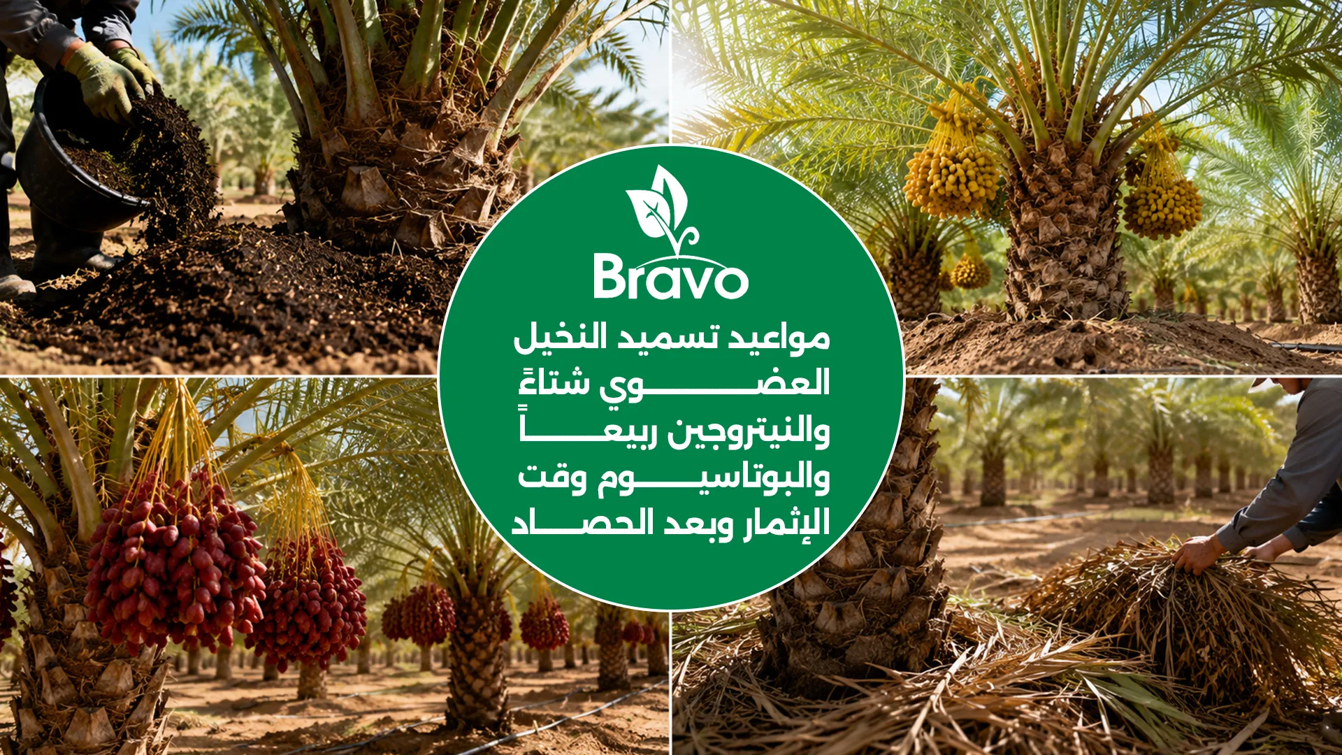 مواعيد تسميد النخيل: الشتاء العضوي والربيع النيتروجين والإثمار البوتاسيوم وبعد الحصاد