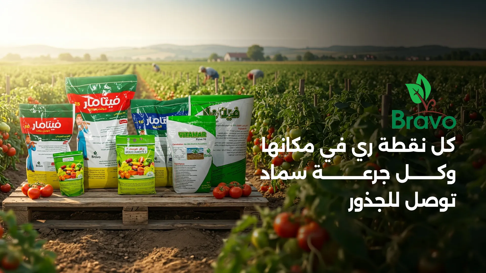 مقطع تربة رملية يوضح التنقيط وجذور الطماطم والمادة العضوية