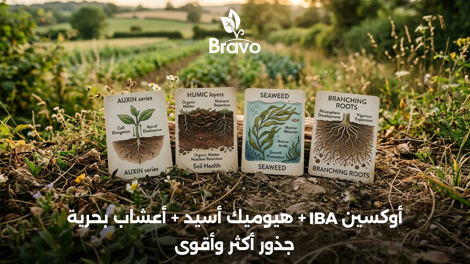منشطات جذور النباتات: هرمون الأوكسين والهيوميك أسيد ومستخلص الأعشاب البحرية وتنشيط الجذور