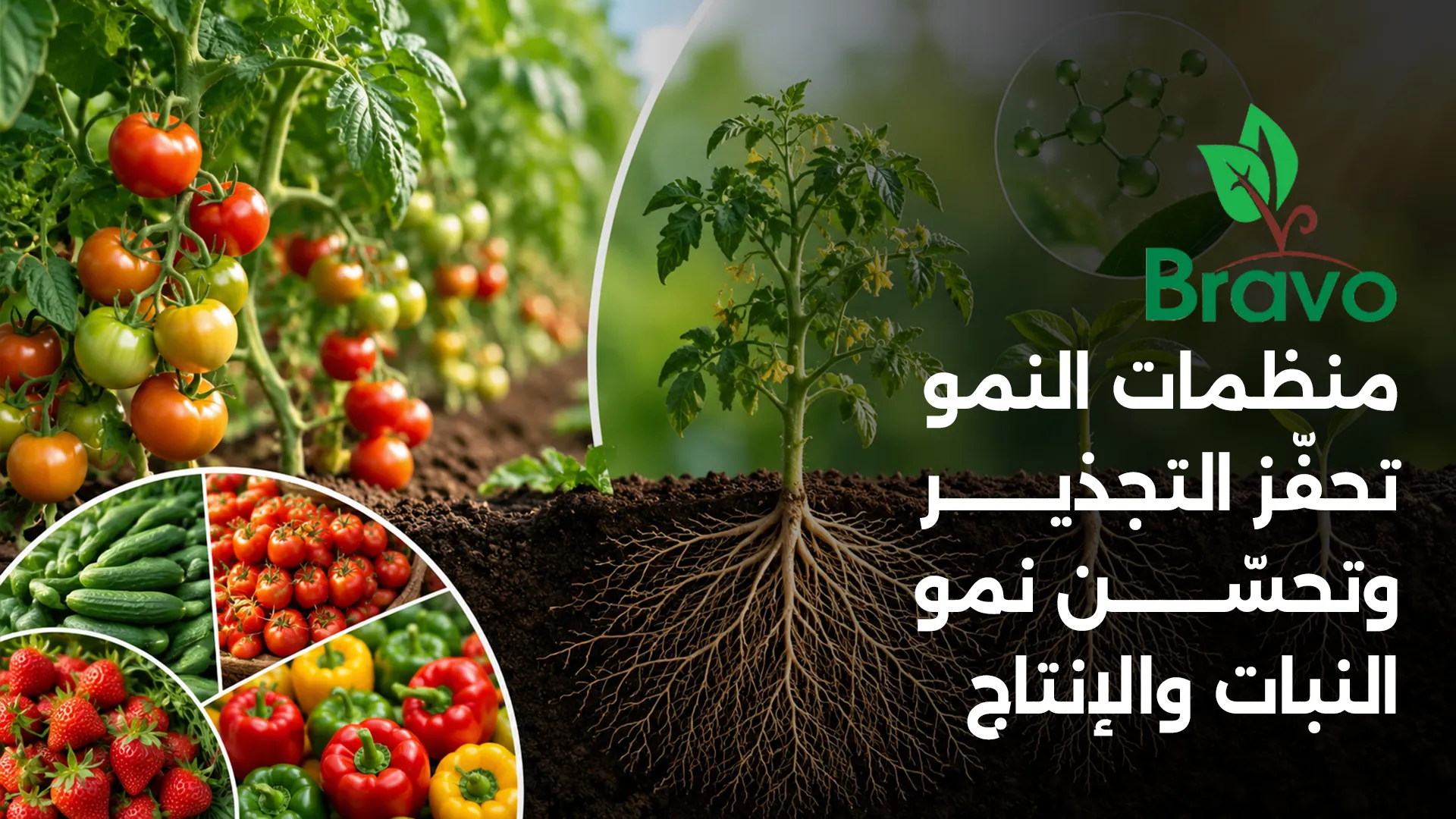 منظمات النمو تحفّز التجذير وتحسّن نمو النبات والإنتاج