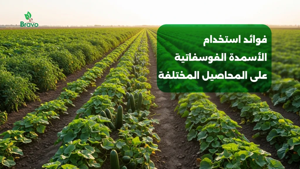 فوائد استخدام الأسمدة الفوسفاتية على المحاصيل المختلفة