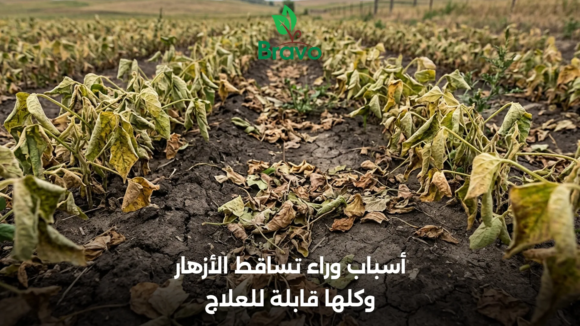 أسباب تساقط الأزهار والثمار: حرارة، جفاف، نقص بورون، خلل هرموني