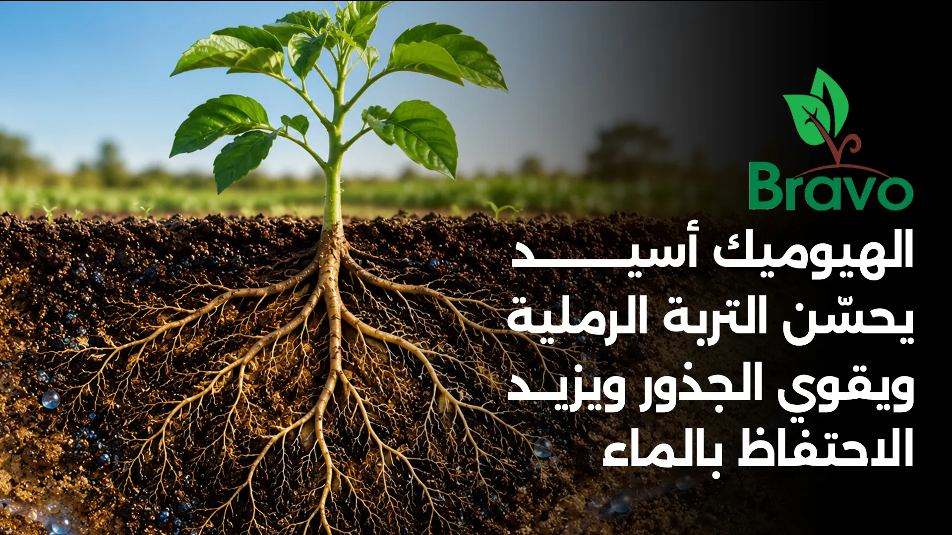 الهيوميك أسيد يحسّن التربة الرملية ويقوي الجذور ويزيد الاحتفاظ بالماء