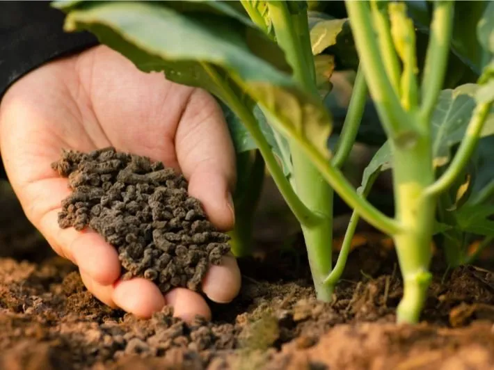 أفضل أنواع السماد العضوي