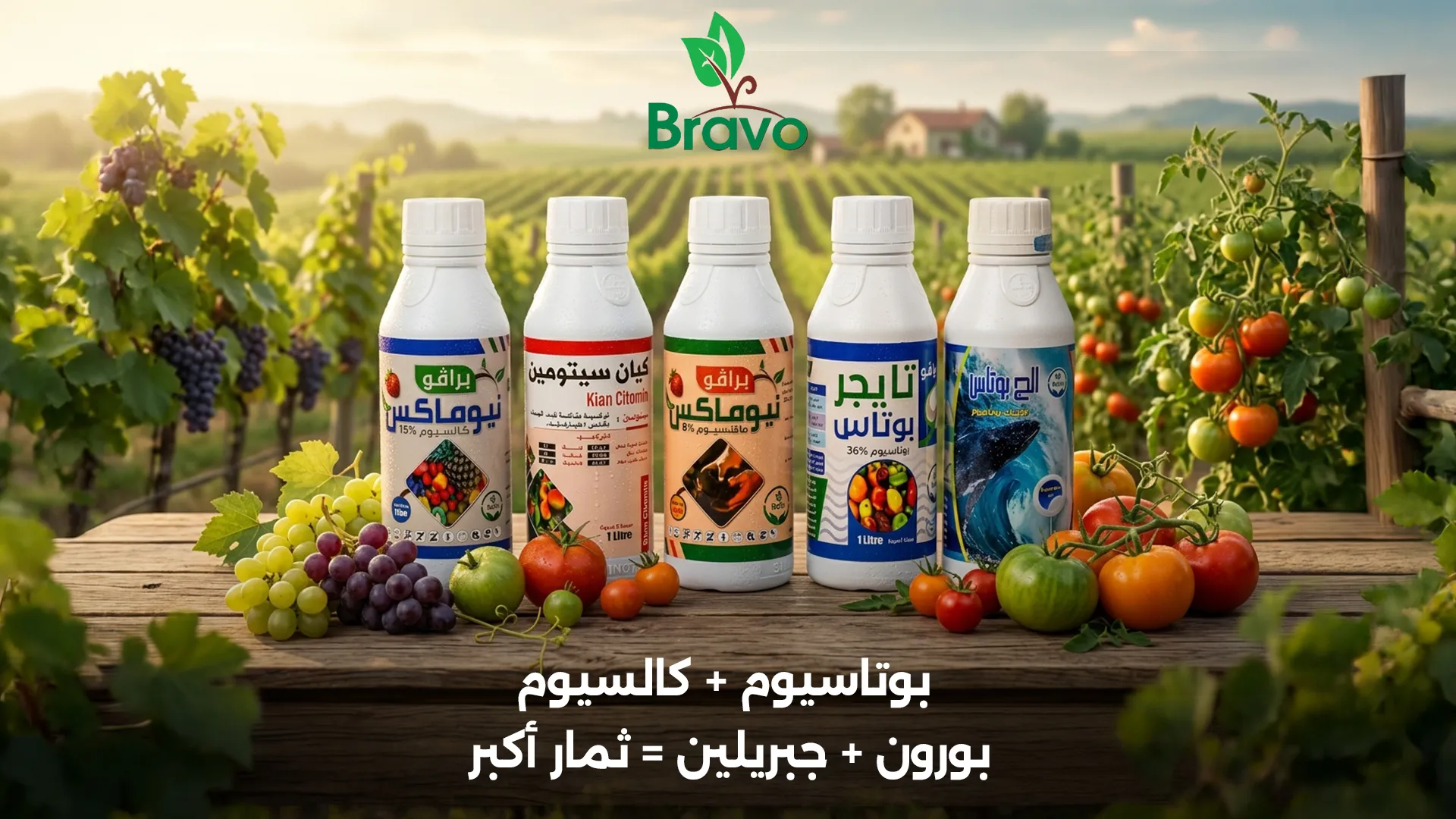 عناصر تحجيم ثمار الطماطم والعنب: بوتاسيوم وكالسيوم وبورون وجبريلين