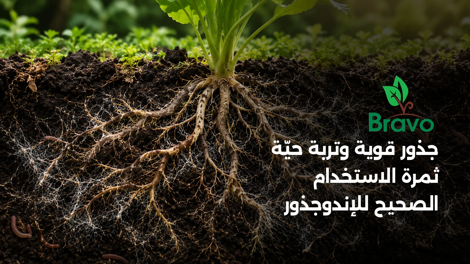 تربة خصبة وجذور قوية نتيجة نشاط الإندوجذور والفطريات النافعة
