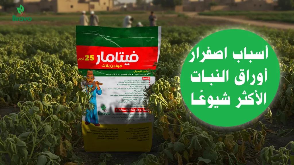 أسباب اصفرار أوراق النبات الأكثر شيوعًا