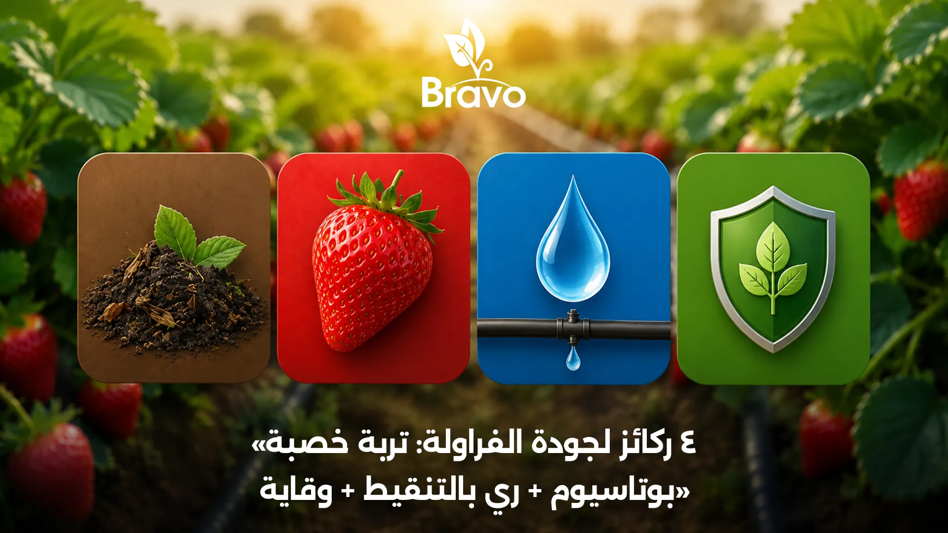 عوامل تحسين جودة الفراولة: التربة والمادة العضوية والبوتاسيوم والري والوقاية
