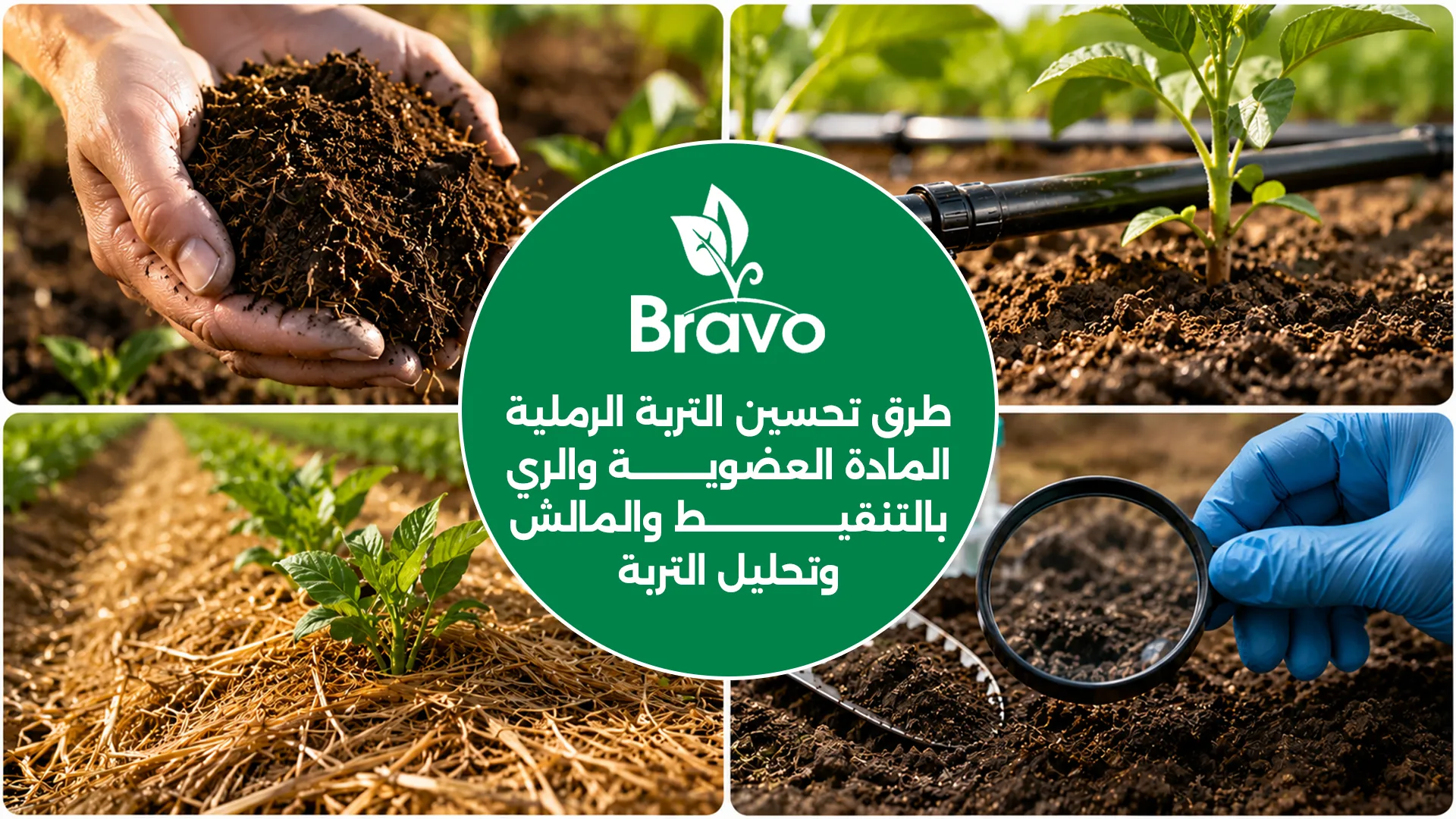 مقطع للتربة يوضح الجذور والكائنات الدقيقة عند تحسين خصوبة الأرض الرملية