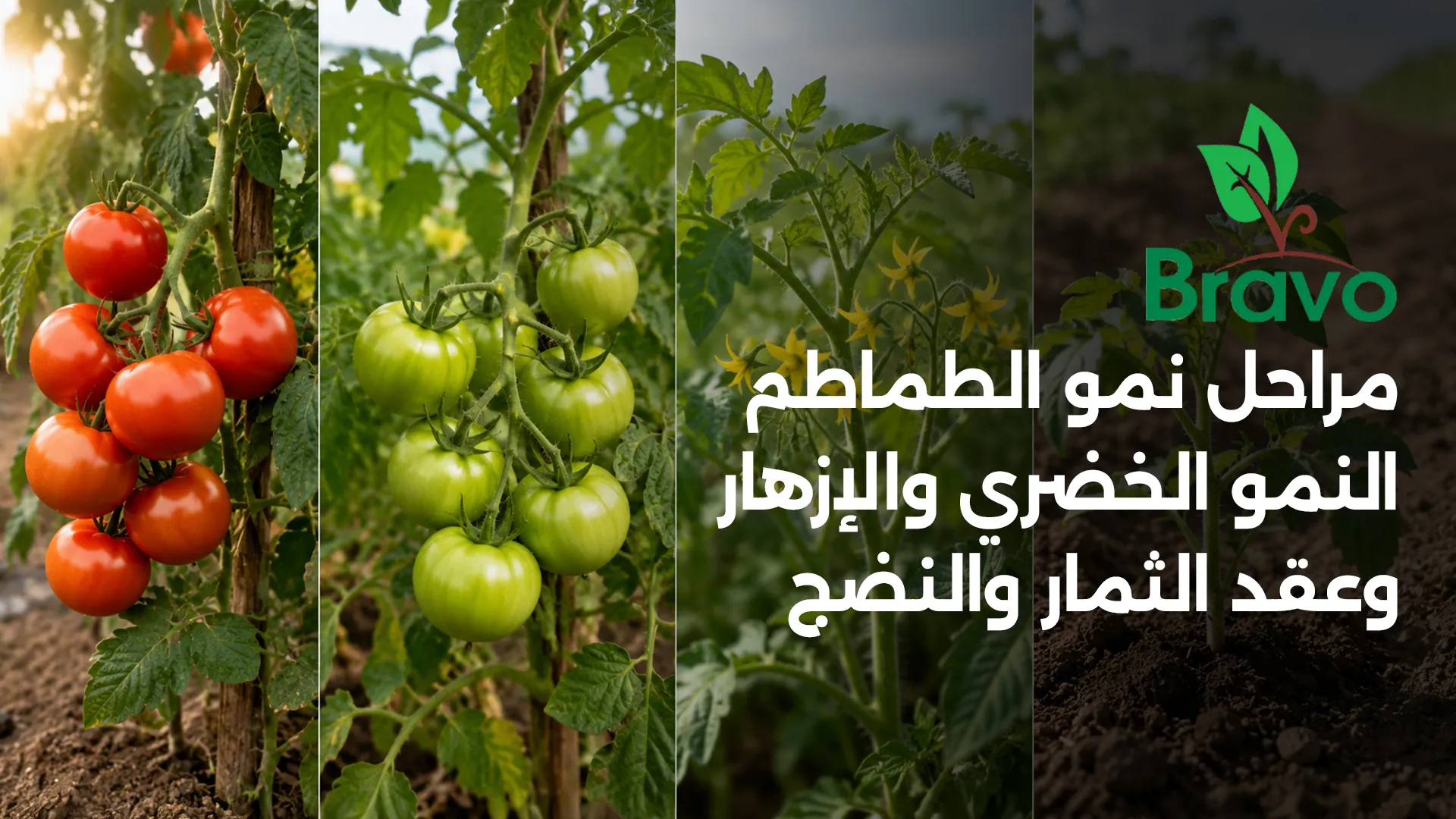 مراحل نمو الطماطم: النمو الخضري والإزهار وعقد الثمار والنضج واحتياج كل مرحلة