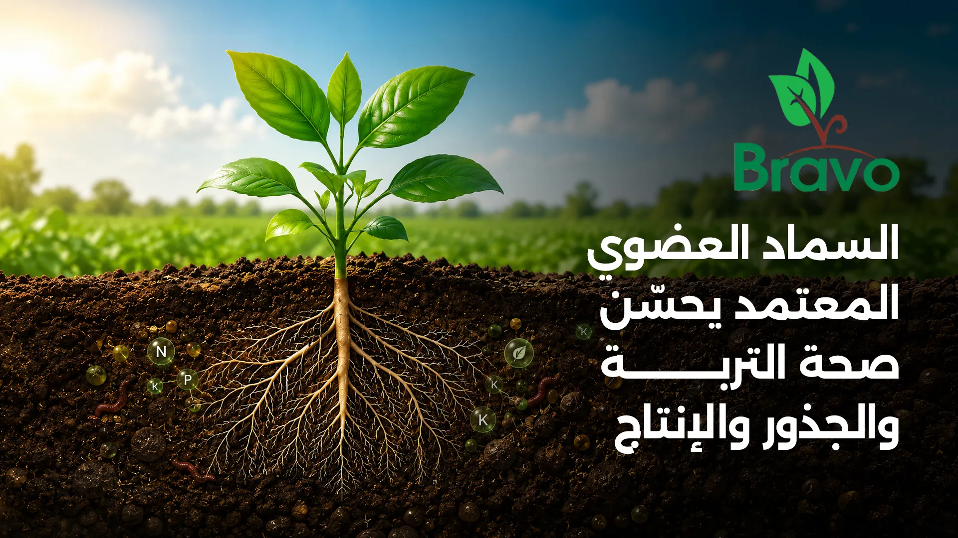 السماد العضوي المعتمد يحسّن صحة التربة والجذور والإنتاج