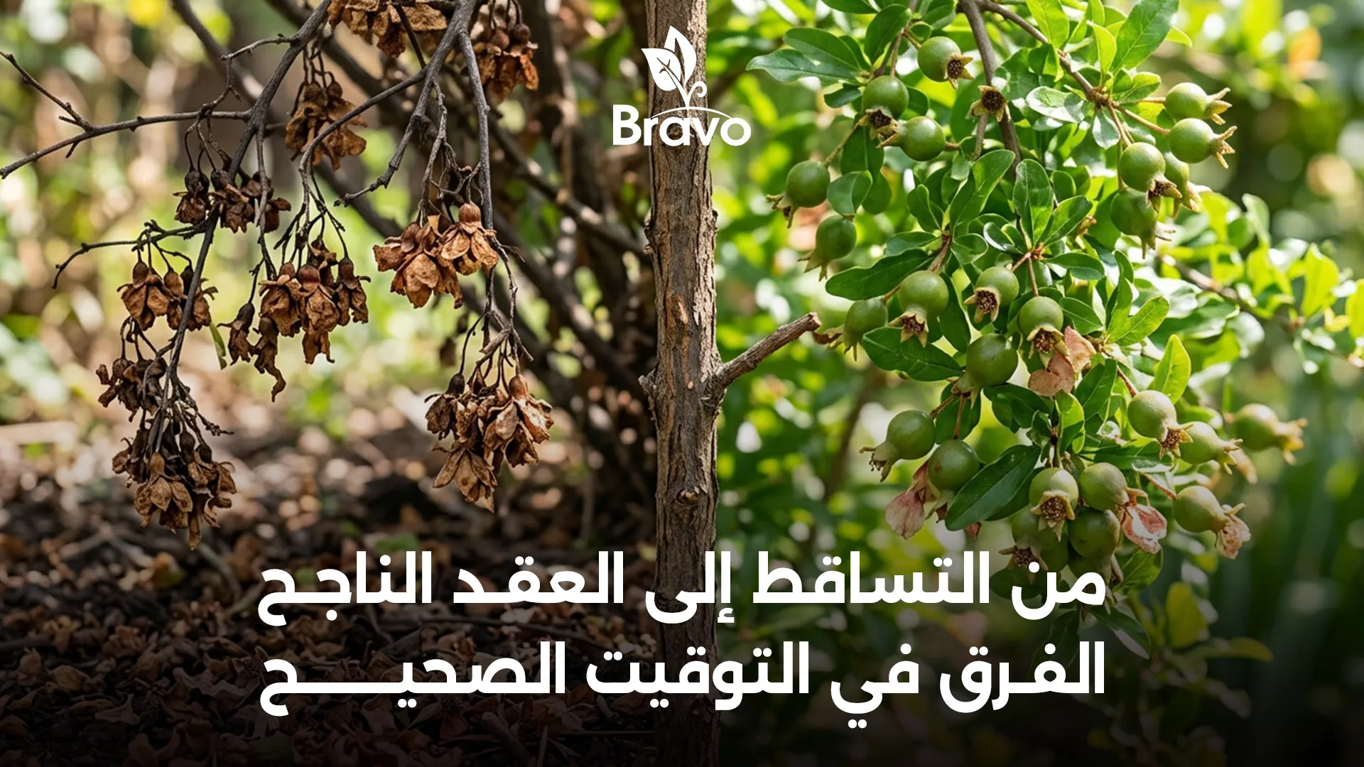 زيادة عقد الأزهار ومنع تساقط الثمار