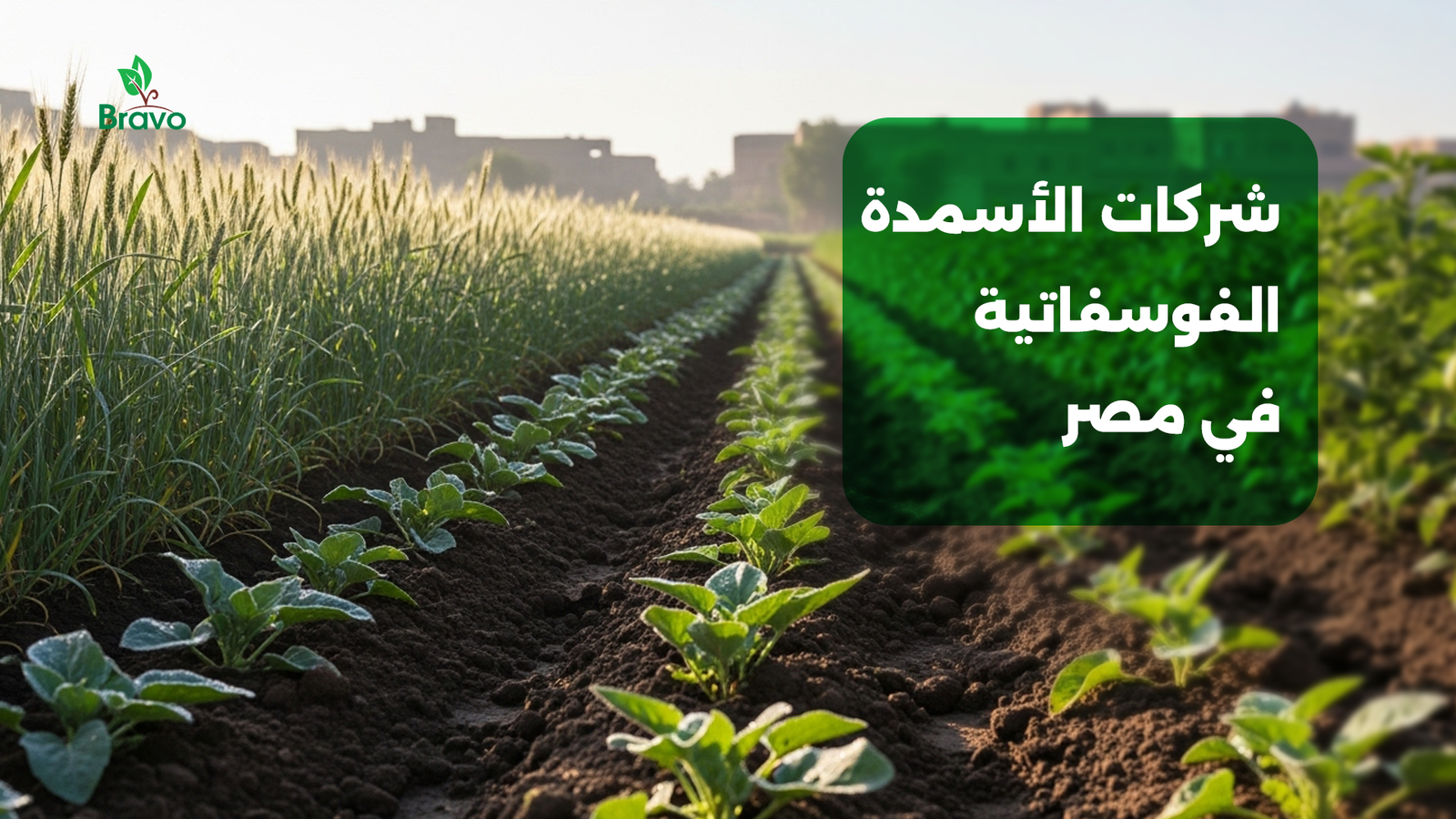 أفضل شركات الأسمدة الفوسفاتية في مص